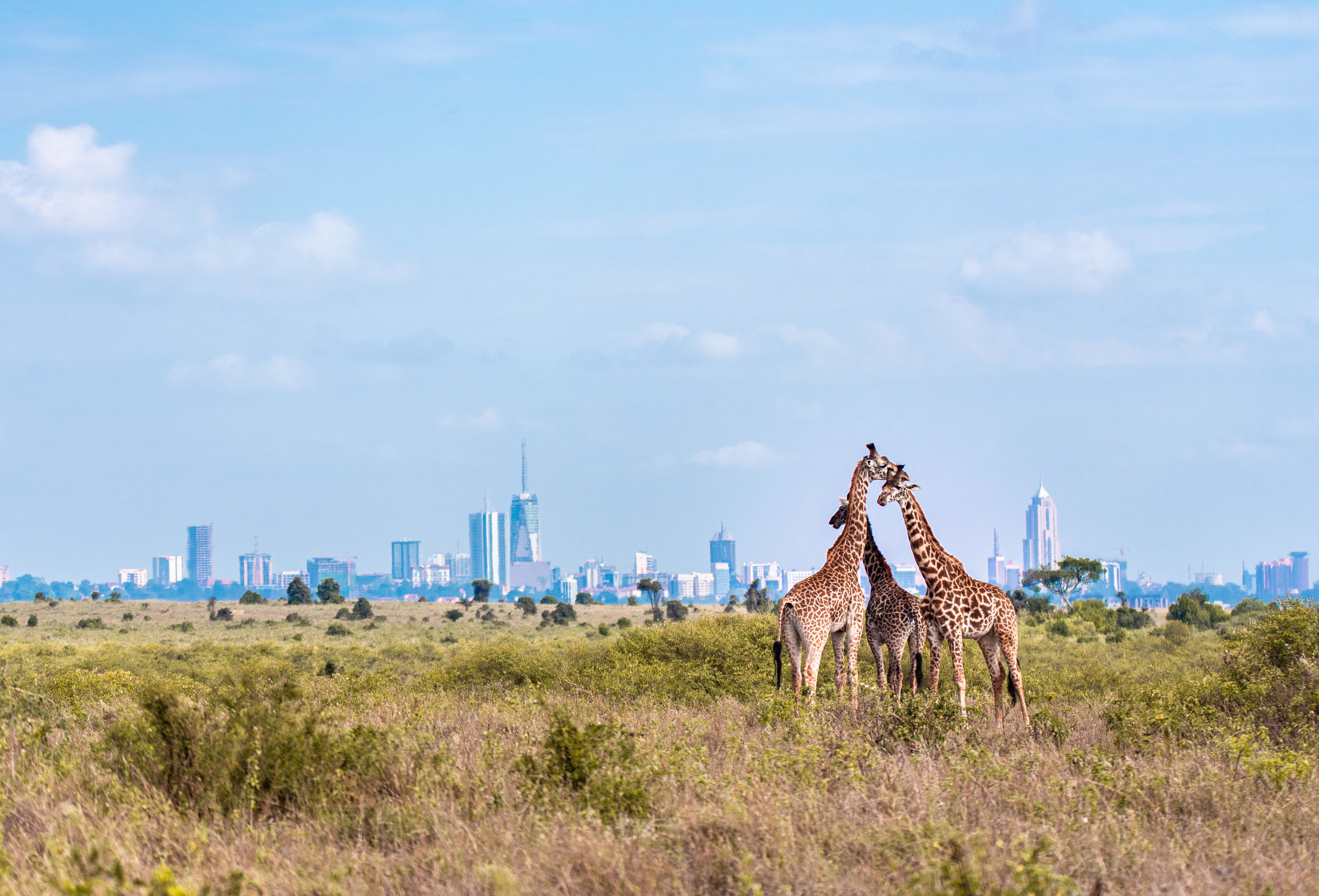 image of Kenya buildings with giraffes